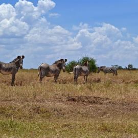 Studying the Indirect Effects of Wildlife Loss at the Mpala Research Centre in Kenya